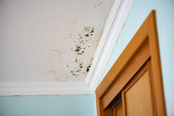 Best Mold Damage Restoration  in Johnsonburg, PA